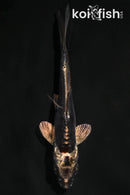 3.75" BENI KIKOKURYU