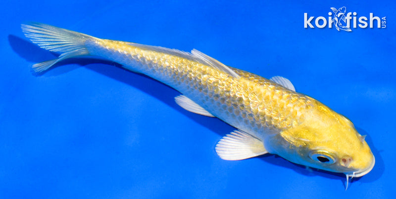 5" GINRIN YAMABUKI OGON