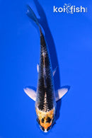 4.75" KUJAKU