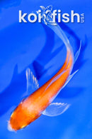 4" HARIWAKE BUTTERFLY