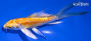 5" DOITSU YAMABUKI OGON BUTTERFLY