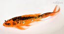 8.75" BENI KIKOKURYU BUTTERFLY