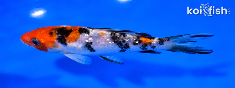 5.25" GINRIN SANKE