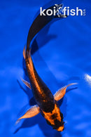 5.75" ORENJI MATSUBA BUTTERFLY