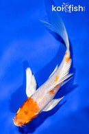 5" GINRIN HARIWAKE BUTTERFLY