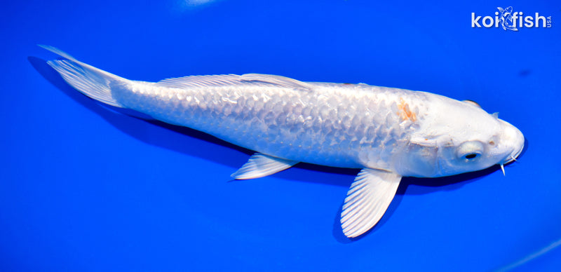 8.75" GINRIN HARIWAKE