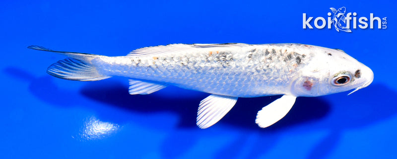 5.25" GINRIN YAMATO NISHIKI