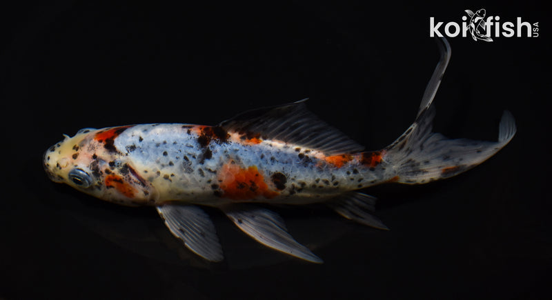 7.5" SHUBUNKIN GOLDFISH