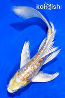 6" GINRIN ARAGOKE HARIWAKE BUTTERFLY