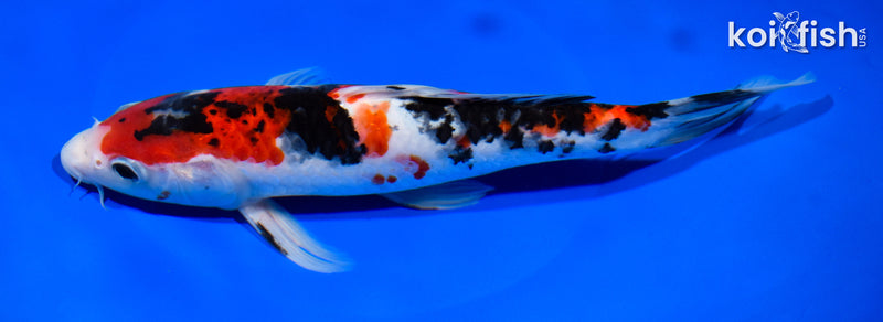 9.25" SANKE