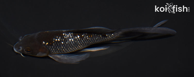 5.25" GINRIN OCHIBA SHIGURE BUTTERFLY