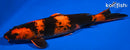 14.75" HI UTSURI