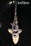5.5" DOITSU GIN SHIRO BEKKO