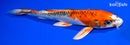 12.75" KUJAKU