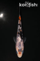 3.75" GINRIN BENI MATSUKAWABAKE