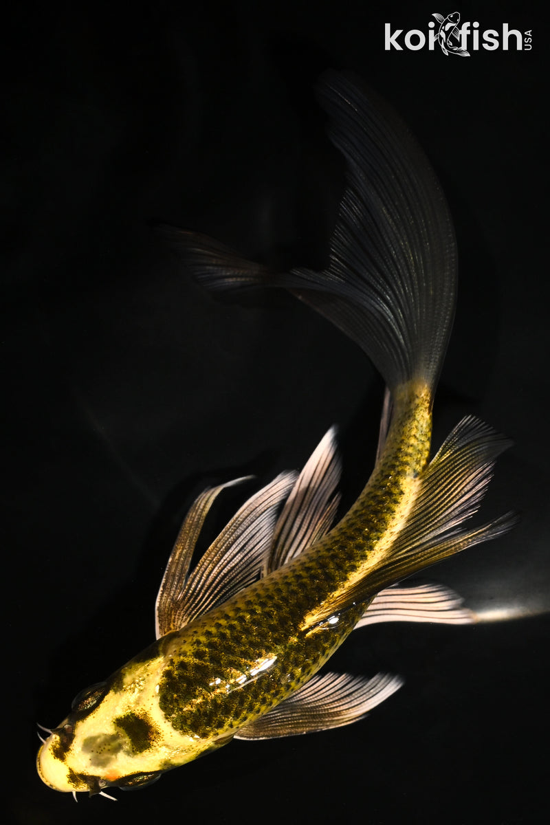 6" KI MATSUBA BUTTERFLY