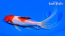 5.5" SARASA WATONAI GOLDFISH
