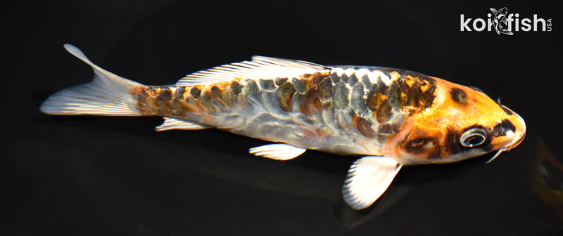 7.25" KUJAKU