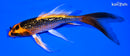 5.75" GINRIN KIN ORENJI MATSUBA BUTTERFLY