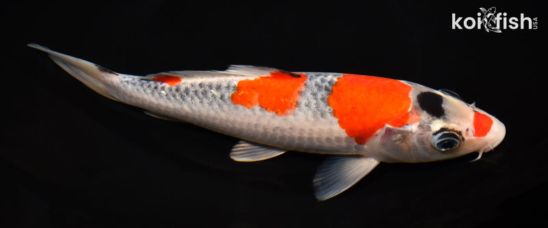 8.5" GOSHIKI
