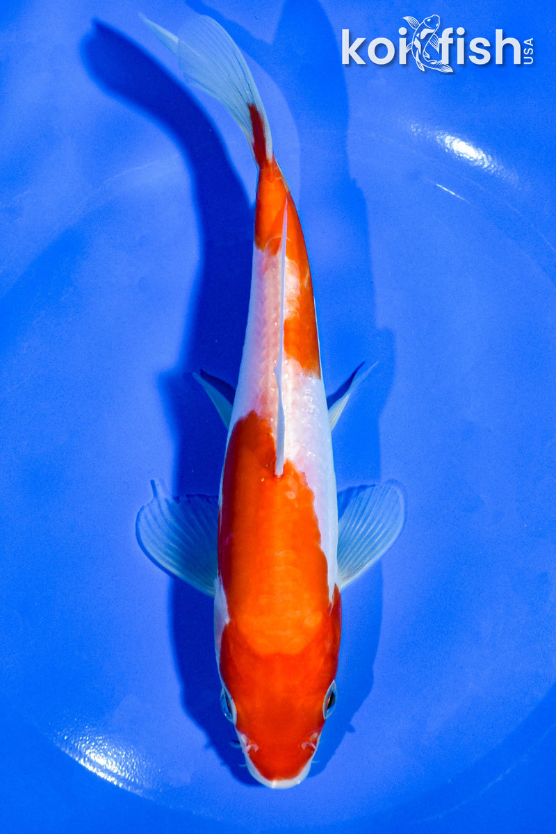 7" DOITSU KOHAKU