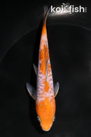 5.25" DOITSU OCHIBA SHIGURE