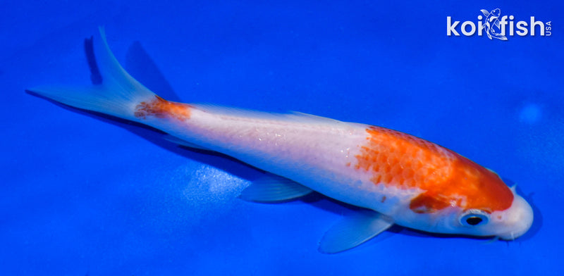 5.5" KOHAKU