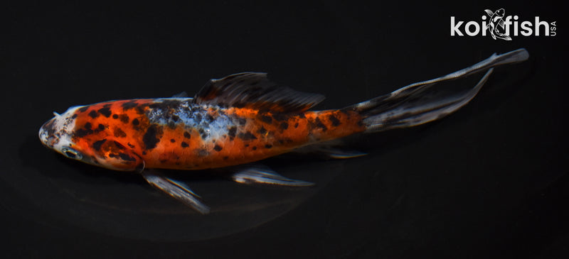 7.25" SHUBUNKIN GOLDFISH