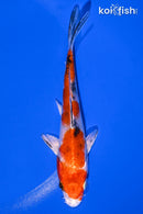 5.5" YAMATO NISHIKI