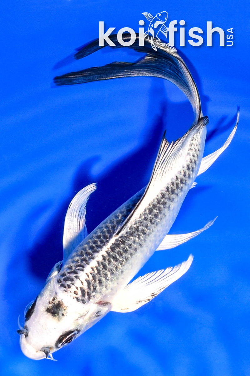 6" GIN MATSUBA BUTTERFLY