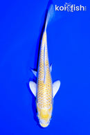 6.25" LEMON HARIWAKE