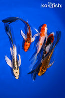 PACK OF (5) 5-6" BUTTERFLY KOI