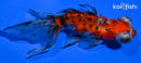 4.5" CALICO TELESCOPE FANTAIL GOLDFISH