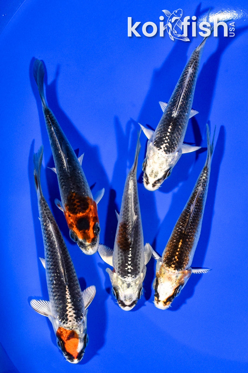 PACK OF (5) 3.5"-4" STANDARD KOI
