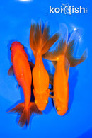 PACK OF (3) 5.5-6.25" WAKIN GOLDFISH