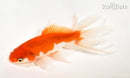 6.25" WATONAI GOLDFISH