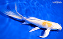 8" LEMON HARIWAKE BUTTERFLY