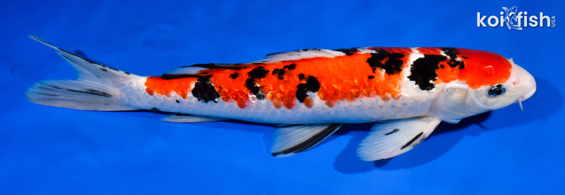 14" GINRIN SANKE