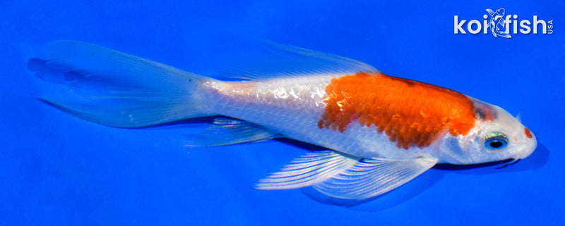 4.5" GINRIN YAMATO NISHIKI BUTTERFLY