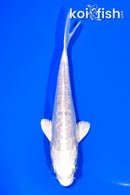 5.75" DOITSU PLATINUM OGON