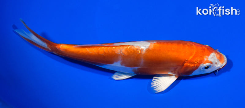 6.25" KIKUSUI