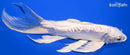 7.5" DOITSU PLATINUM OGON BUTTERFLY