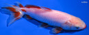 6.25" KUCHIBENI WAKIN GODLFISH
