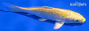 4.5" GINRIN YAMABUKI OGON