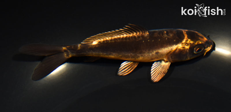 5" BENI KIKOKURYU