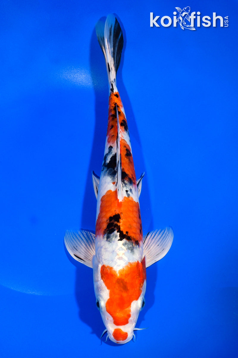 10.75" YAMATO NISHIKI