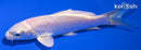 4.5" PLATINUM OGON