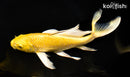 9.75" YAMABUKI OGON BUTTERFLY
