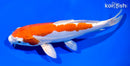9.25" LEATHER KIKUSUI