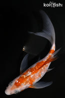 6" GINRIN OCHIBA SHIGURE BUTTERFLY